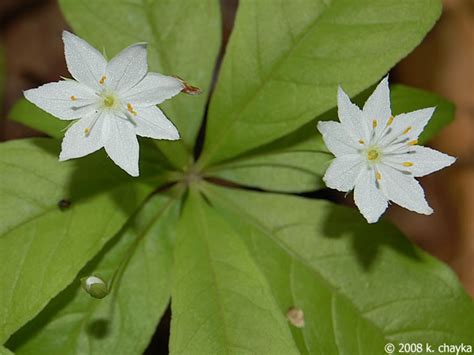 Lysimachia Borealis Starflower Minnesota Wildflowers