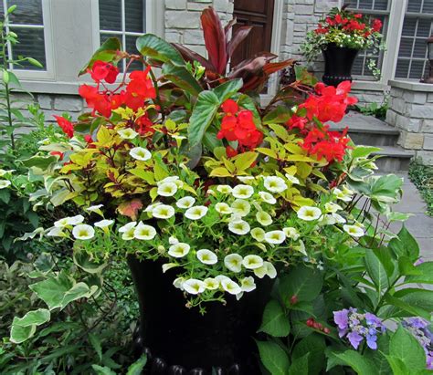 Gatsbys Gardens Containers The Year Of The Begonia