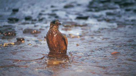 How Oil Spills Harm Birds Dolphins Sea Lions And Other Wildlife Kyma