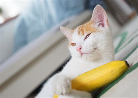 Can Cats Eat Bananas 2024 Good Safe For Kittens To Have Banana