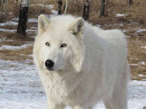 Download Free Photo Of Arctic Wolfdogwolfdogwolfdogsanctuary From