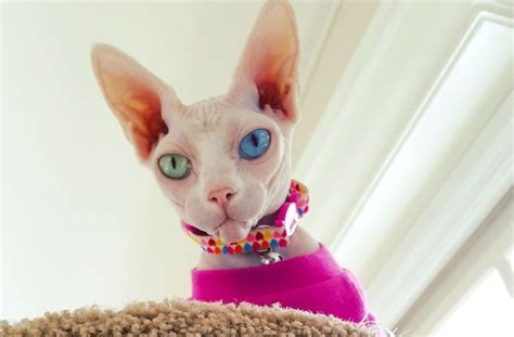 Alien Sphynx Cat Stuns Internet With Her Bright Different Colored