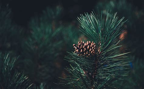 Pine 4k Wallpapers For Your Desktop Or Mobile Screen Free