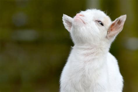 Baby Goat Hd Wallpapers
