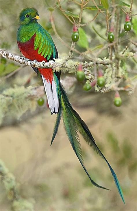 Resplendent Quetzal A Rare Bird The Endangered Species Mayan Sacred