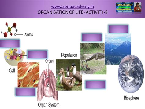 Sonu Academy Organization Of Life Activity 8