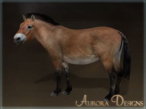 Przewalskis Wild Horse Aurora Designs Zt2 Download Library Wiki