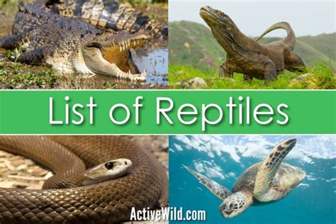 List Of Reptiles With Pictures And Facts Examples Of Reptile Species