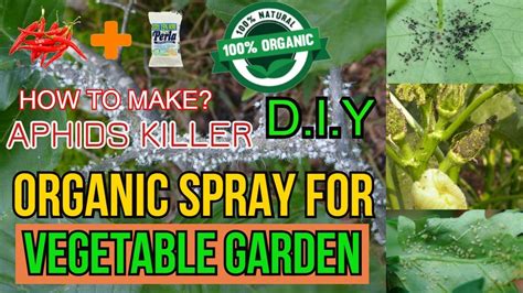 Organic Spray For Vegetable Garden Youtube