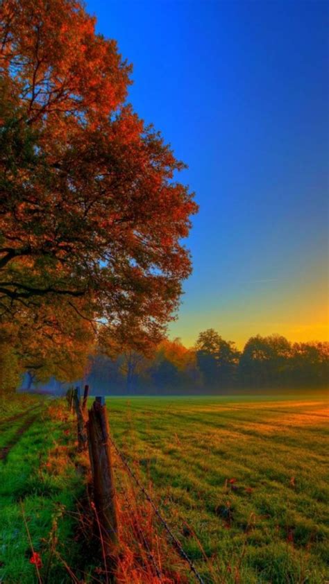 Nature Autumn Road Forest Colorful 540x960