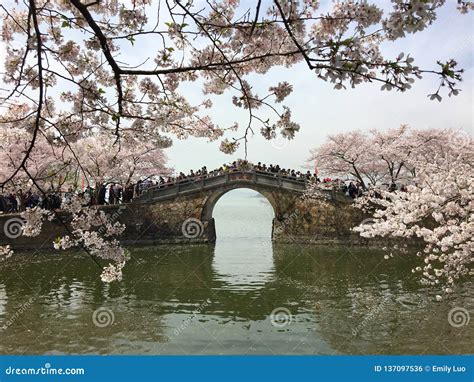 Blossom Sakura With Bridge Near The Taihu Lake Stock Photo Image Of