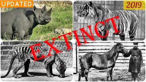 100 Notable Animals That Went Extinct In Well Recorded