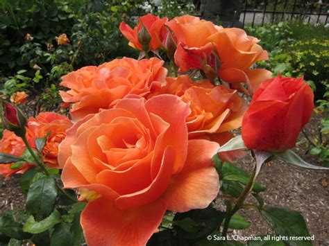 Woodland Park Rose Garden Saras Fave Photo Blog