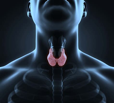 Multiple Choice Questions Mcqs On Thyroid Gland Hormones Thyroid