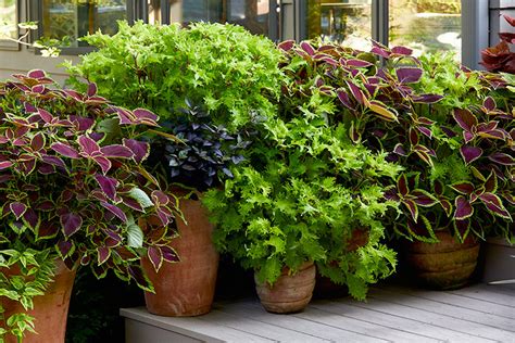 Coleus Plants Growing And Caring Tips Plants Spark Joy
