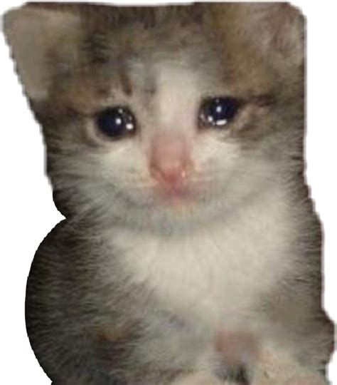 Sad Cat 1080x1080 Download Sadcat Meme Memes Sad Cat