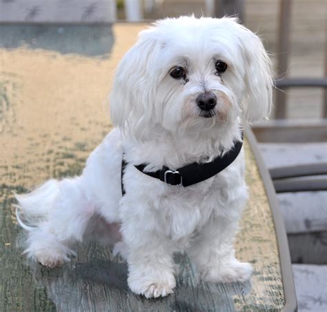 Lucky The Maltese Dog Seven Years Old Today June 16 2 Flickr