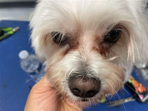 Hi dear groomers, I am a groomer in Florida, do you have any solution