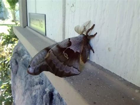 Gigantic Mystery Moth Northern California Anyone Know The Name