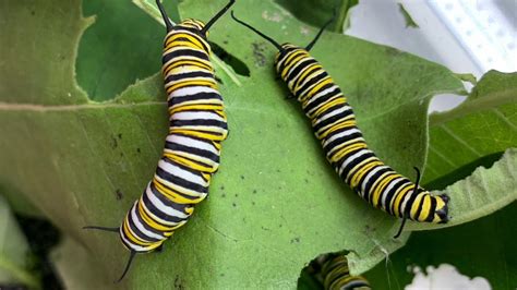 How A Monarch Caterpillar Becomes A Butterfly Youtube