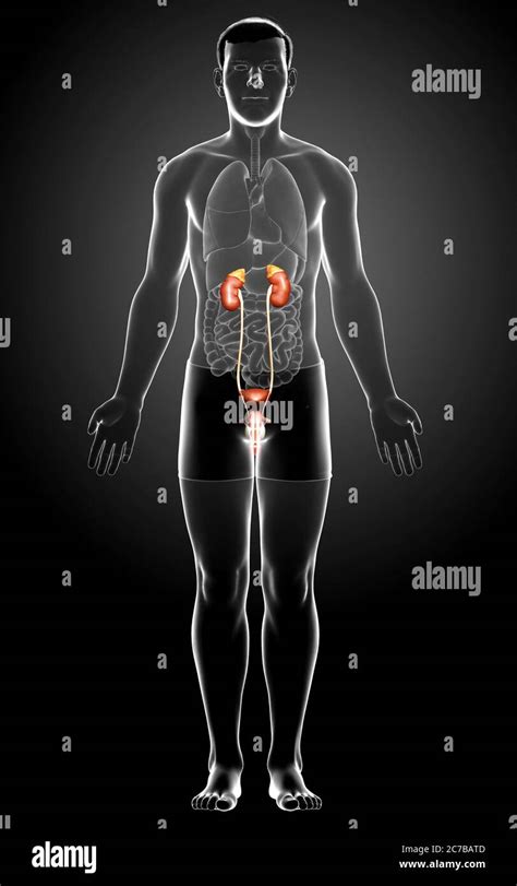 3d Rendered Medically Accurate Illustration Of The Kidneys Stock Photo