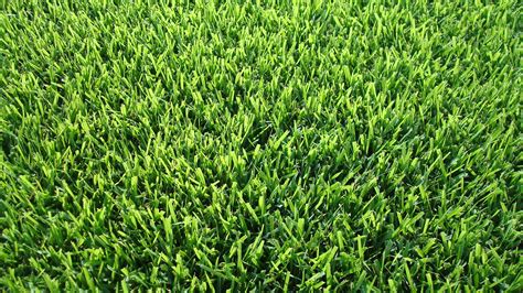 The 6 Most Popular Types Of Grass That Grow In Memphis Tenn Lawns