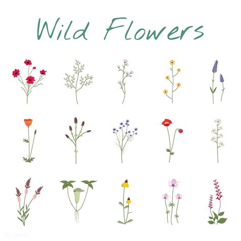 Download Premium Vector Of Illustrated Wild Flowers 4301 Flower