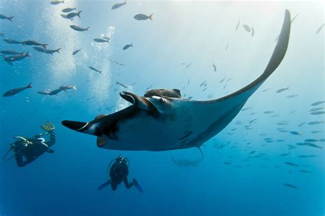 Scuba Dive With Manta Rays North Stradbroke Island
