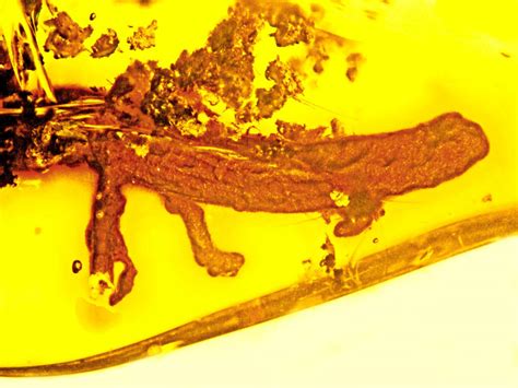 Salamander In Amber IMAGE EurekAlert Science News Releases