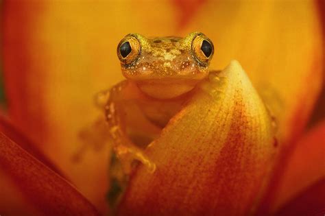 Forest Banana Frog Photograph By Michael Turco Fine Art America
