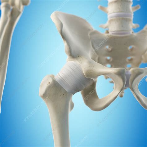 Hip Tendon Artwork Stock Image F0094588 Science Photo Library