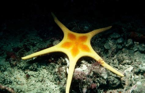 Amazing Sea Stars Western Australian Museum