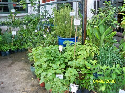 We did not find results for: NURSERY AA SEED AGRO: POKOK HERBA & FOUNTAIN
