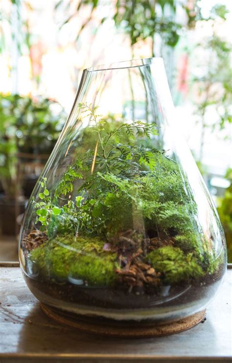 Zelfgemaakt Terrarium Stadstuinen Miniatuurtuin Planten