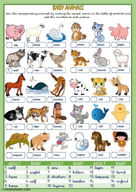 Parts Of Animals Worksheet Kindergarten