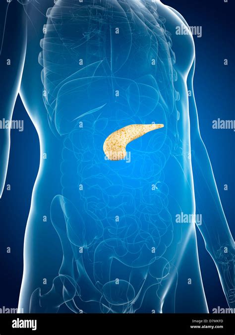 Healthy Pancreas High Resolution Stock Photography And Images Alamy