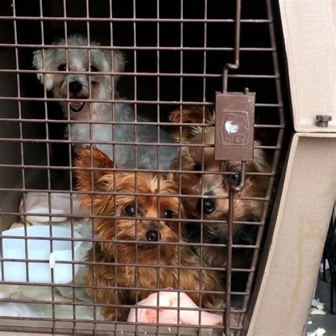 Dogs Rescued From Puppy Mills Across The Midwest Up For Adoption In