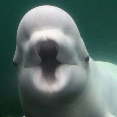 This Is A Beluga Whale They Have Squishy Faces And Are Able To Move