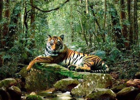 Do Tigers Live In The Jungle Or Forest Hasma