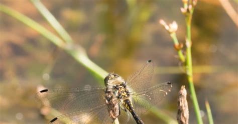 Heysham Bird Observatory Flying Ants And Wandering Dragonflies