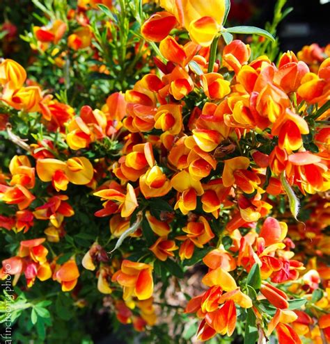 Cytisus Scoparius Lena Lena Scotch Broom Deciduous Flowering Shrub