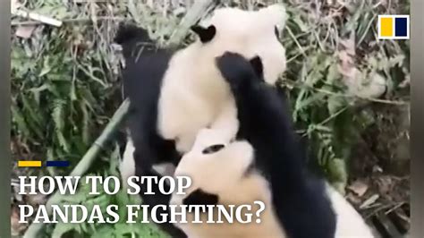 How Do You Stop Pandas From Fighting Youtube