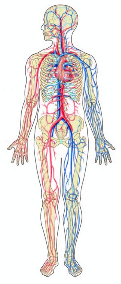 Here is a page out of a vintage anatomy book. Library of anatomy svg transparent circulatory system png ...