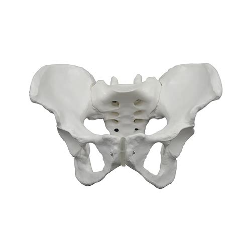 Buy Amorpo Female Pelvis Anatomy Model Female Anatomy Model Hip