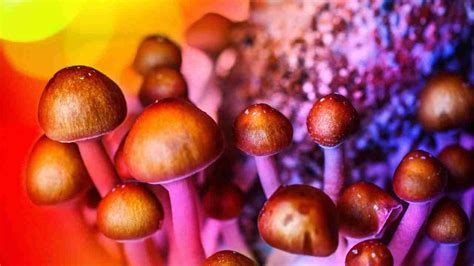 Psychedelic Mushroom Day Is 920 Utah Patients Coalition