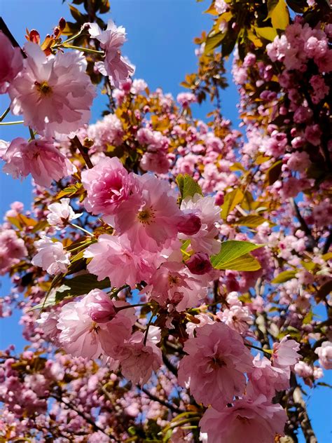 Prunus Serrulata Kanzan Prunus Serrulata Ornamental Cherry