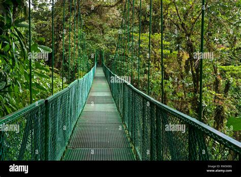 Hanging Bridges At Monteverde Cloud Forestcosta Rica Central America