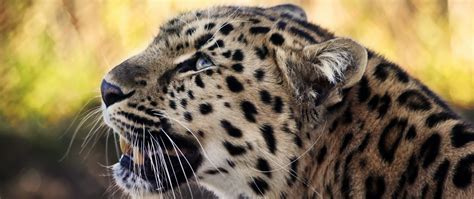 Fort Wayne Childrens Zoo Amur Leopard