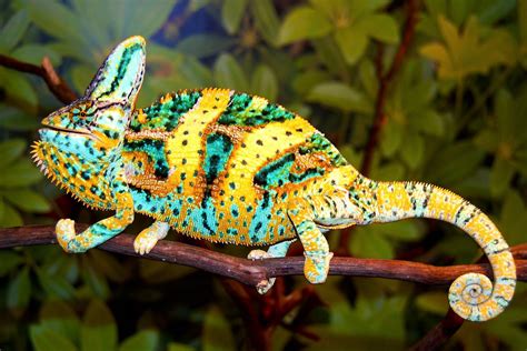 Pin By Lotusbluelight On The Colors Of Nature Veiled Chameleon
