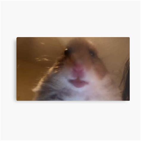 √99以上 Hamster Meme Minecraft 164239 Hamster Meme Minecraft Skin